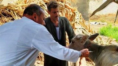 بيطرى الشرقية: تحصين ٤٨٨ ألف رأس ماشية ضد الحمى القلاعية والوادي المتصدع 