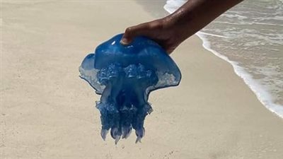 بعد ظهوره في الساحل الشمالي.. 6 إسعافات أولية حال تعرضك للسعة قنديل البحر 