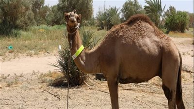 بمشاركة 300 جمل.. اليوم انطلاق سباق الهجن بحضور وزير الشباب والرياضة 