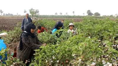 بالزغاريد والأغاني.. مزارعو بني سويف يحتفلون بزيادة إنتاج القطن | صور