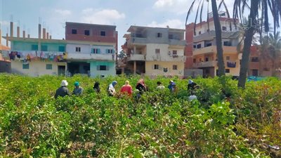 البحوث الزراعية: 40% زيادة في المساحات المزروعة بالقطن.. وإنتاج الموسم مبشر