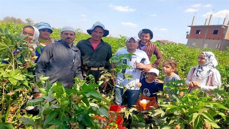 موسم جنى القطن بالشرقية