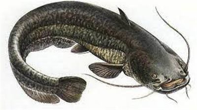 تفسير رؤية القرموط في المنام وعلاقتها بالرجل المزواج 