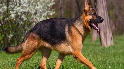 هل وجود الكلب في البيت يمنع دخول الملائكة؟، أمين الفتوى يحسم الجدل (فيديو)