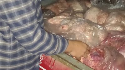 ضبط 140 رأس ضأن ونصف طن دهن وكرشة فاسدة في مطروح