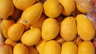 مانجو زبدية 15 جنيها..أسعار الفاكهة اليوم الإثنين 7-11-2022 في الدقهلية