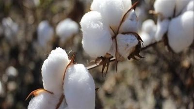 رئيس الاتحاد العالمي لبحوث القطن: 3 وزارات تشارك في منظومة الذهب الأبيض | فيديو