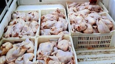 ضبط  12 طن دواجن فاسدة داخل ثلاجة ببولاق الدكرور