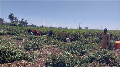شاهد.. فرحة المزارعين بانطلاق موسم جني القطن بسوهاج 