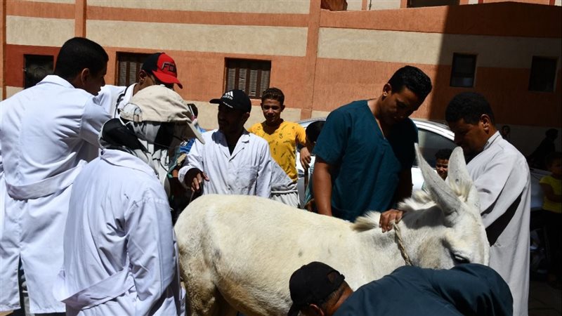 جانب من القافلة