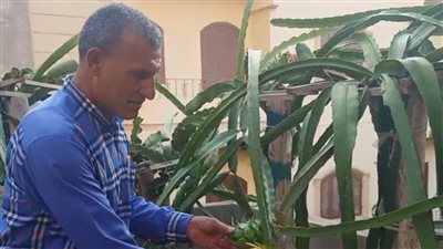  سعرها يصل لـ 200 جنيه.. فاكهة الدراجون فروت تقي من السرطان ومفيدة لمرضى الضغط والسكر.. ويمكن زراعتها على أسطح المنازل | فيديو وصور 