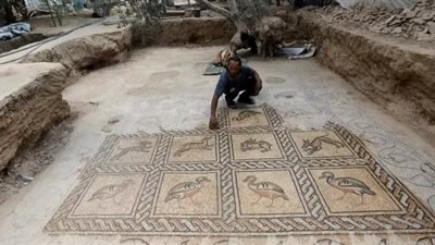 فلاح فلسطيني يعثر على لوحة فسيفساء فريدة أثناء غرسه شجرة زيتون بغزة