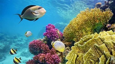 اقتراح برلمانى بإصدار سندات زرقاء لجذب استثمارات البحار والمحيطات 