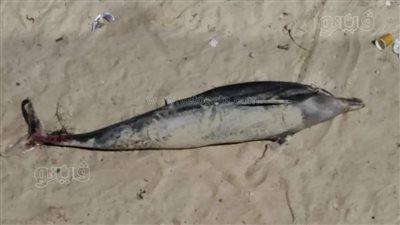 العثور على دولفين نافق على شاطئ مطروح العام| صور