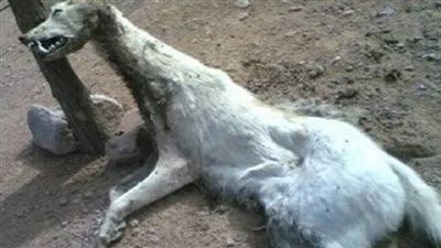 حيوان غريب يثير الذعر في صان الحجر.. وبيطري الشرقية: لم نتلق أي بلاغات