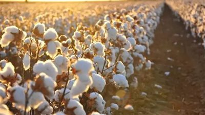 لماذا يفرض القانون رقابة مشددة على محالج القطن؟