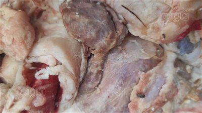 ضبط ربع طن مصنعات لحوم ودواجن غير صالحة للاستهلاك بالمنوفية