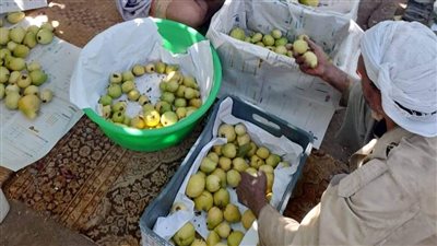 هل تواصل أسعار الجوافة الانخفاض في الأسواق؟ شعبة الخضراوات والفاكهة توضح