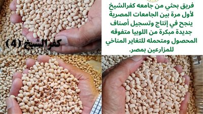 فريق بحثي بجامعة كفرالشيخ ينجح في إنتاج أصناف لوبيا متفوقة المحصول | صور