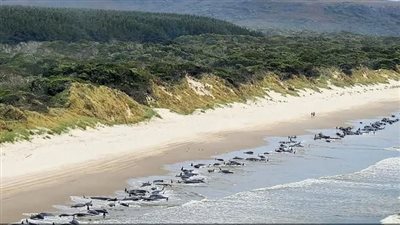 جنوح جماعي للحيتان الطيارة على شواطئ أستراليا