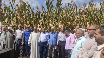 يوم حصاد مكبر للذرة الشامية بزراعة الشرقية 