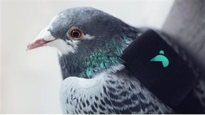 لا يجوز دخوله في مراهنات.. الرياضة تعتمد لائحة اتحاد سباق الحمام الزاجل