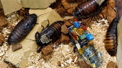 اليابان تستعين بصراصير للبحث عن الناجين من الكوارث | صور