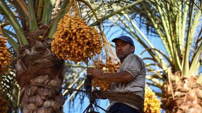 يا بلح زغلول يا زرع بلدي.. حصاد البلح بقرية أبو رواش في الجيزة | فيديو وصور