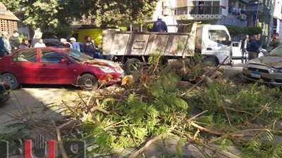 حملة لقطع الأشجار التي تهدد سلامة المواطنين بأحياء الجيزة