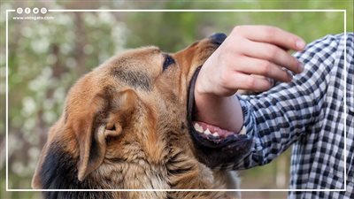 المستشفيات والمراكز الطبية المتوفر بها أمصال السعار البشرى | إنفوجراف