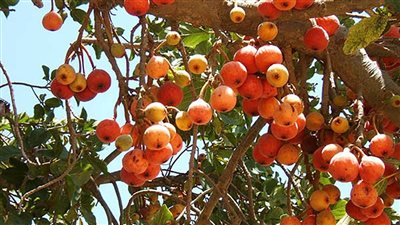 تفسير رؤية أكل الجميز فى المنام وعلاقته بالتخلص من الديون وقدوم خير كثير 