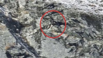 في مشهد وحشي يظهر لأول مرة.. نسر ذهبي يلتهم ماعزا جبليا بجبال الألب 