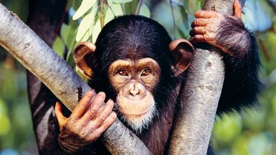 عصابة تختطف 3 قرود شمبانزي لطلب فدية | فيديو