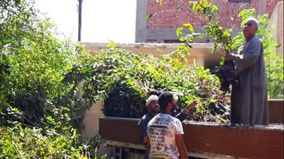 تسلم 14 ألف شجرة مثمرة من البيئة لزراعتها بقرى حياة كريمة بسوهاج