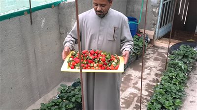 الغرامة 25 جنيها.. لماذا يطالب الخبراء بتغليظ عقوبة تشويه أسطح المنازل؟ 