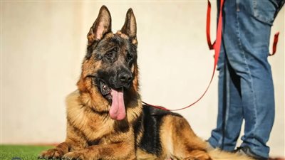 قرار جديد من النيابة في واقعة طعن شاب بسبب كلب في بولاق