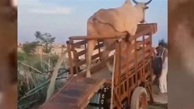 جدل في الهند بعد استخدام الثيران في توليد الكهرباء| فيديو