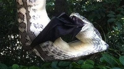 ثعبان ضخم يبتلع أكبر خفاش في العالم | فيديو