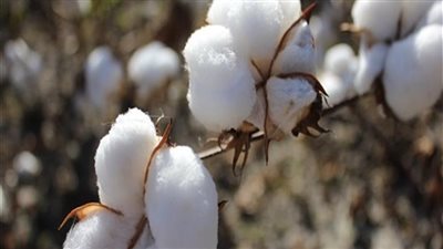 زراعة الشرقية تكشف مساحة محصول القطن الموسم الحالي | فيديو 