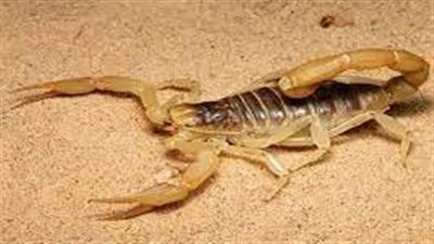 تفسير حلم  لدغة العقرب في المنام وعلاقته بالحصول على مال كثير 