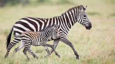 نوع نادر من الحمير الوحشية يواجه مصيرا مأساويا في كينيا