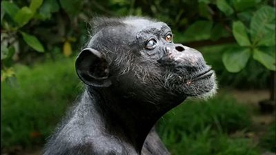 نفوق أكبر شمبانزي في غينيا