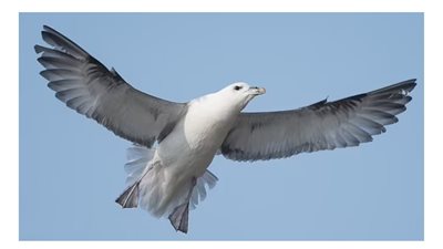 عمره نحو نصف قرن.. العثور على أقدم طائر بحري في العالم