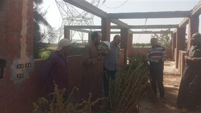 بدء حصاد السمسم المحمل على القطن في الإسكندرية بشكل هرمي |صور