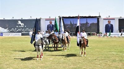تبدأ من 50 ألف جنيه.. أسعار الخيول المشاركة في مهرجان الشرقية |فيديو وصور