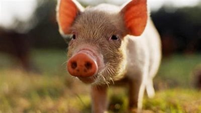 ما حكم استخدام جلد الخنزير لعلاج مرضى الحروق؟