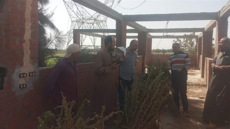 حصاد السمسم بالإسكندرية