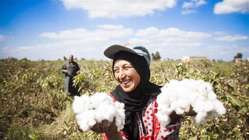 القطن
