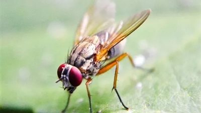 أخصائية: هذه الأمراض وراء رؤية الذباب الطائر أمام العين.. وعدم اختفائها مؤشر خطير