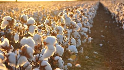 نورت‭ ‬يا‭ ‬قطن‭ ‬النيل.. الشرقية تسترد عرشها المفقود.. وزيادة الإنتاج يعيد البهجة إلى مزارعي بني سويف